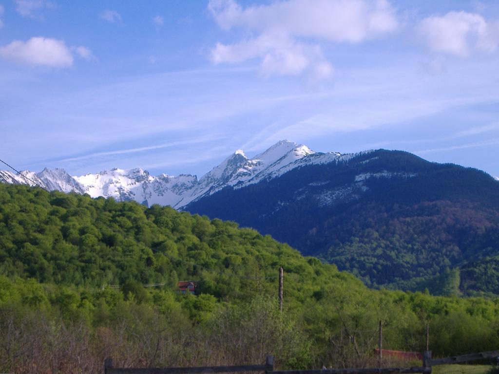 Pensiunea Arpasel Arpaşu de Sus Esterno foto